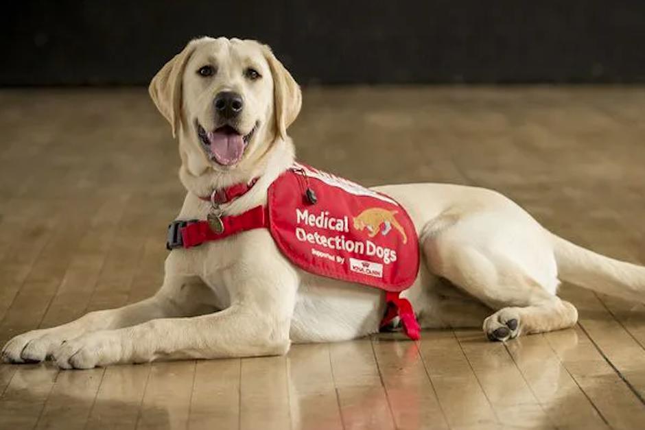 El "estudio pionero" prepara a los perros para que ayuden a detectar a pacientes asintomáticos (Foto: Cyprus)