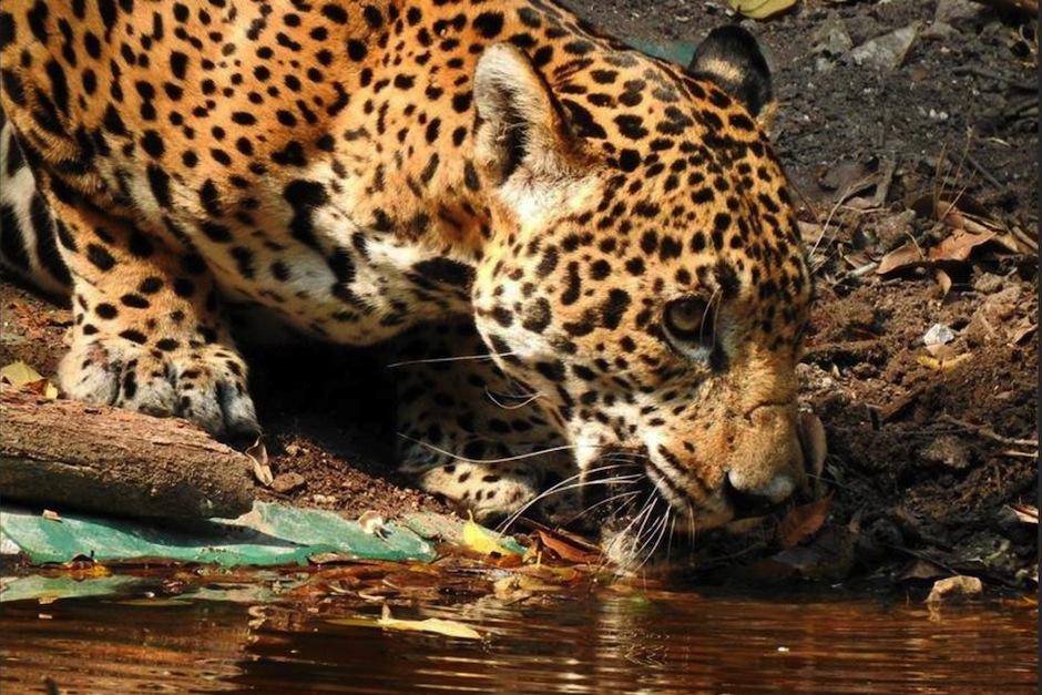 Francisco Asturias denuncia a cazadores furtivos en un video publicado en Youtube. (Foto: Francisco Asturias)