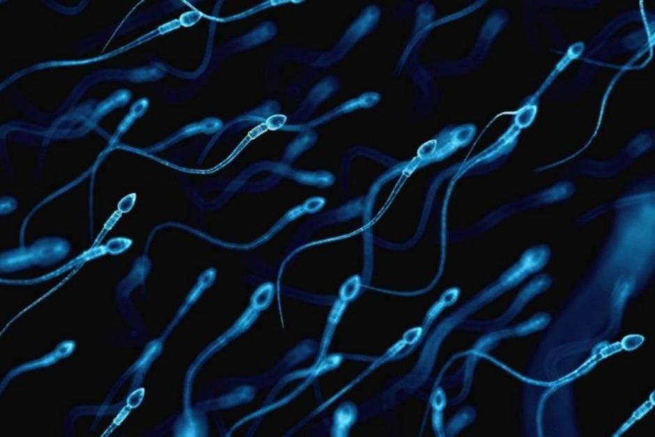 Un grupo de cient&iacute;ficos analiza el movimiento de las c&eacute;lulas sexuales. (Foto: Shutterstock)