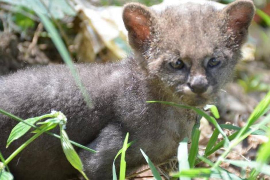 El campesino crey&oacute; que era un gatito y lo cuido hasta que se dio cuenta que era un jaguarundi. (Foto: Oficial)&nbsp;
