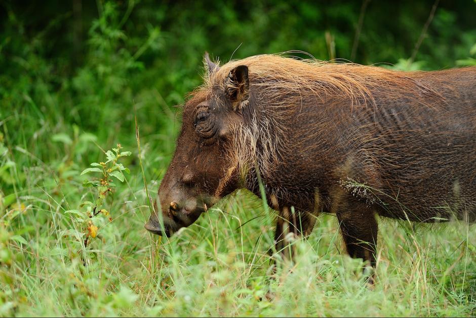 El jabal&iacute; se hab&iacute;a robado la bolsa pensando que hab&iacute;a comida en su interior. (Foto: Freepik)