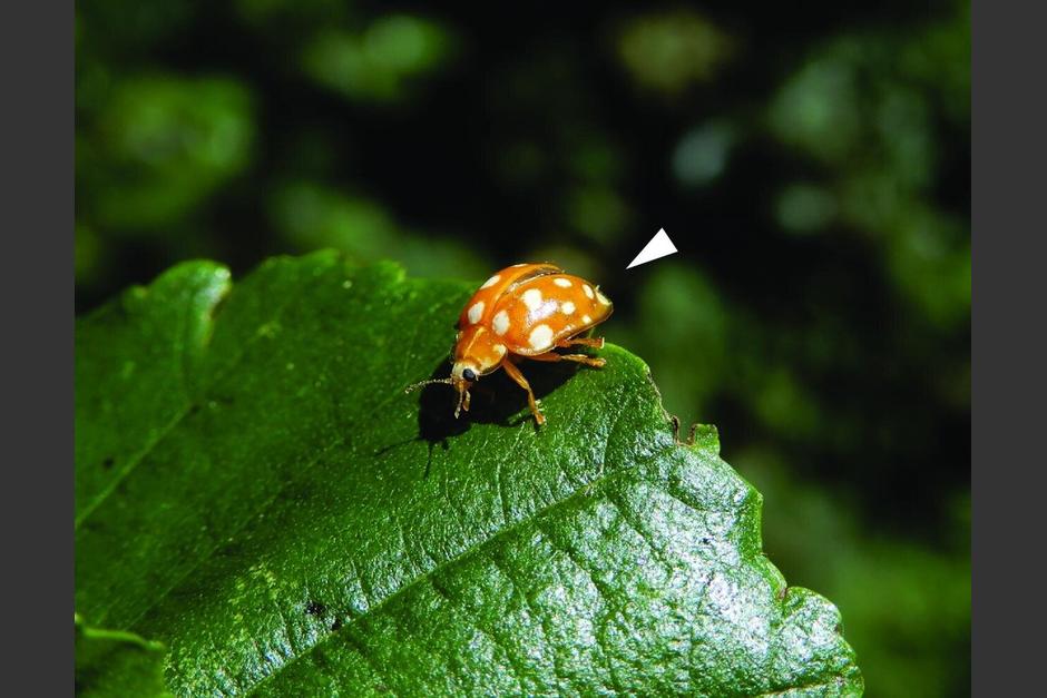 Se trata de un hongo bastante ins&oacute;lito que crece en la parte externa de cierto tipo de escarabajos. (Foto: Phys.org)