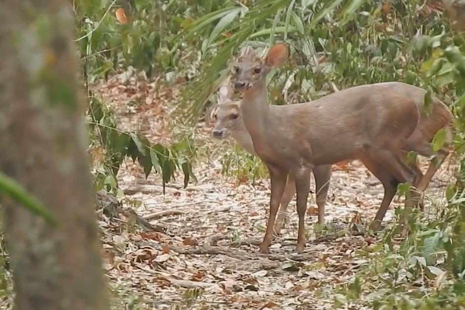 El conservacionista guatemalteco, Francisco Asturias, indica que son presas favoritas de los cazadores. (Foto: Captura de video)