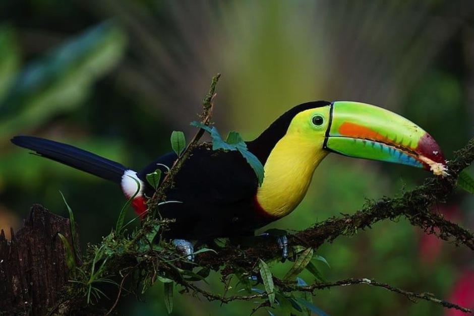 Así es el canto que emite un Tucán en la selva. (Foto ilustrativa: PIqsels)