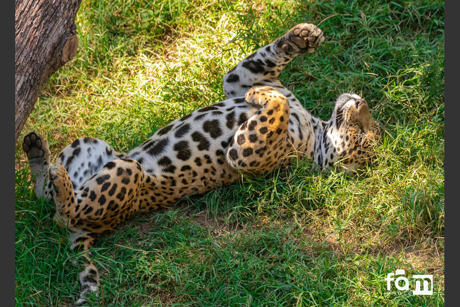 Un tigre del Zool&oacute;gico La Aurora toma un descanso el fin de semana. (Foto: Zool&oacute;gico La Aurora)