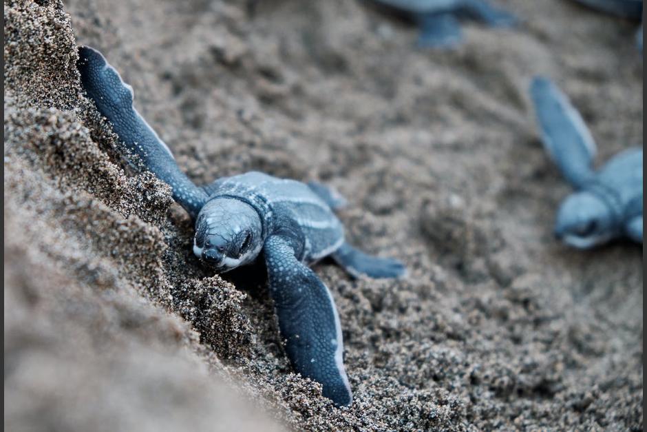 La protección de la especie está en peligro por las restricciones impuestas para contener el Covid-19. (Foto ilustrativa: Pexels)