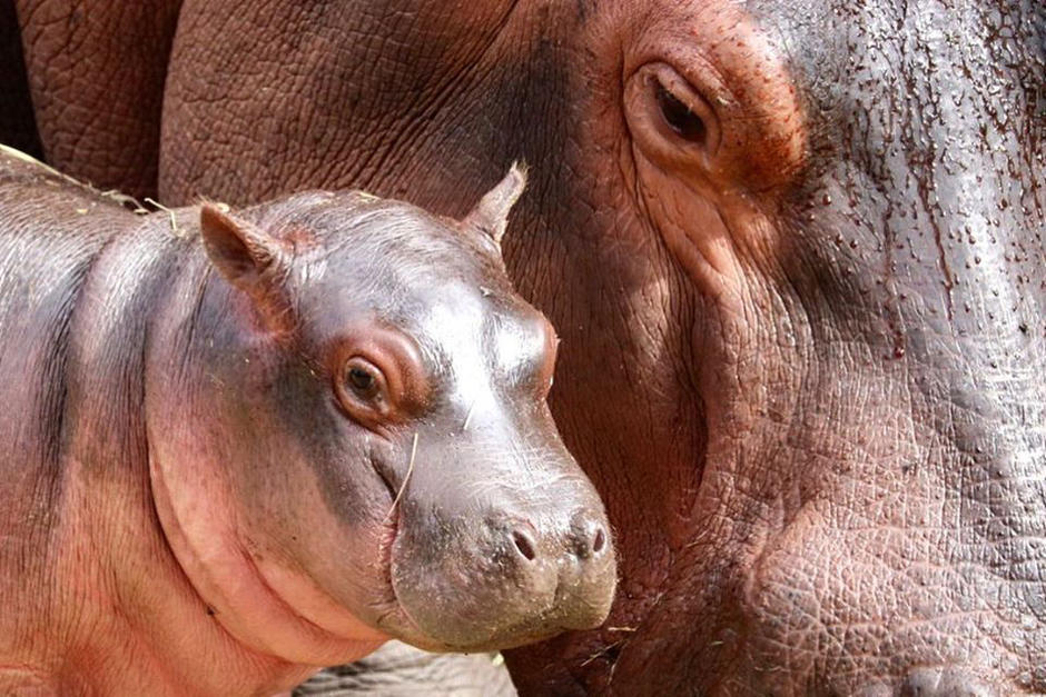 La autoridades del Zool&oacute;gico La Aurora informaron en redes sociales que naci&oacute; en sus instalaciones una beb&eacute; hipop&oacute;tamo. (Foto: Zool&oacute;gico La Aurora)