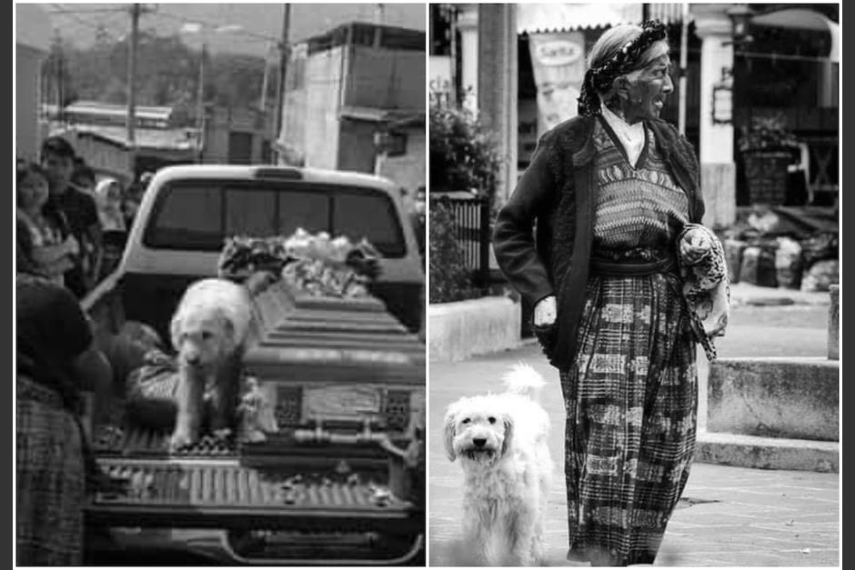 "Copito" siguió a su compañera humana hasta las últimas, luego que ella falleciera de Covid-19 a los 95 años. (Foto: Facebook/No al maltrato animal)