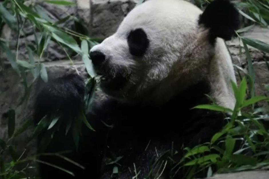 La hembra panda Mei Xiang, en el zool&oacute;gico de Washington. (Foto: AFP)&nbsp;