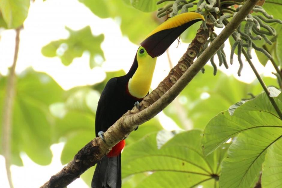 Un hermoso tucán fue captado en el Parque Nacional Tikal. (Foto ilustrativa: PxHere)