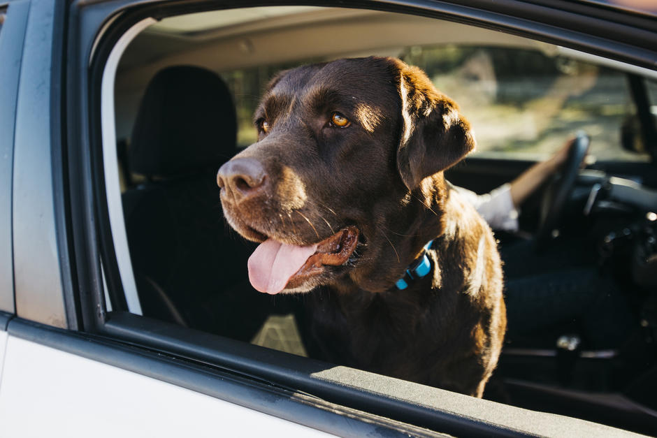El proyecto le da comodidad a tu mascota, te ahorra tiempo y beneficia a otros espec&iacute;menes sin hogar. (Foto: Freepik)