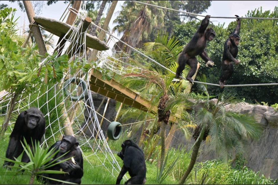El presidente Alejandro Giammattei anunció que ya se puede visitar el Zoológico. (Foto: Archivo/Soy502)