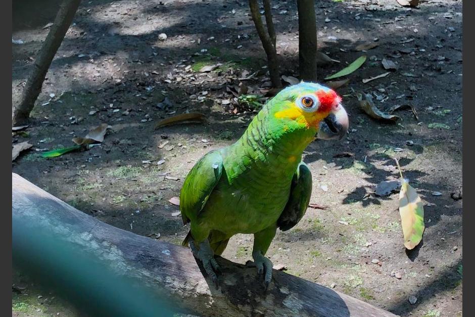 Una gran familia de loros volverá a su hábitat natural tras varios meses de recuperación en Arcas. (Foto: Fredy Hernández/Soy502)