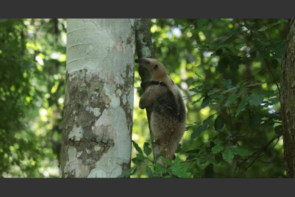 Conap liberó a distintas especies rescatadas, nativas de Guatemala, en Yaxhá. (Foto: Arcas)