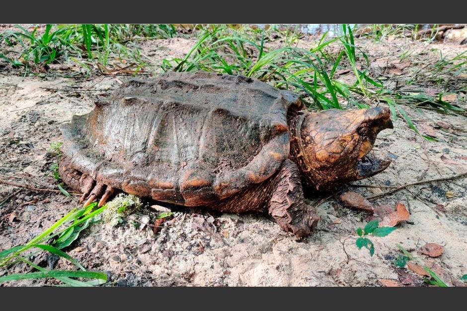 La tortuga se encontraba en un arroyo de aguas residuales del estado de Florida. (Foto: Instituto de Pesca y Vida Silvestre Florida)