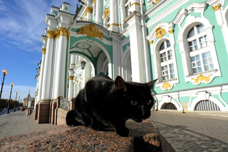 El Hermitage alberga 70 gatos que cazan roedores en este museo de la antigua capital imperial rusa. (Foto: AFP)&nbsp;