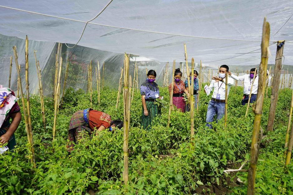 La innovadora plataforma, permitir&aacute; un desarrollo sostenible y la mejora de sus cultivos y productos.&nbsp;(Fotograf&iacute;a cortes&iacute;a: Puente de Amistad)