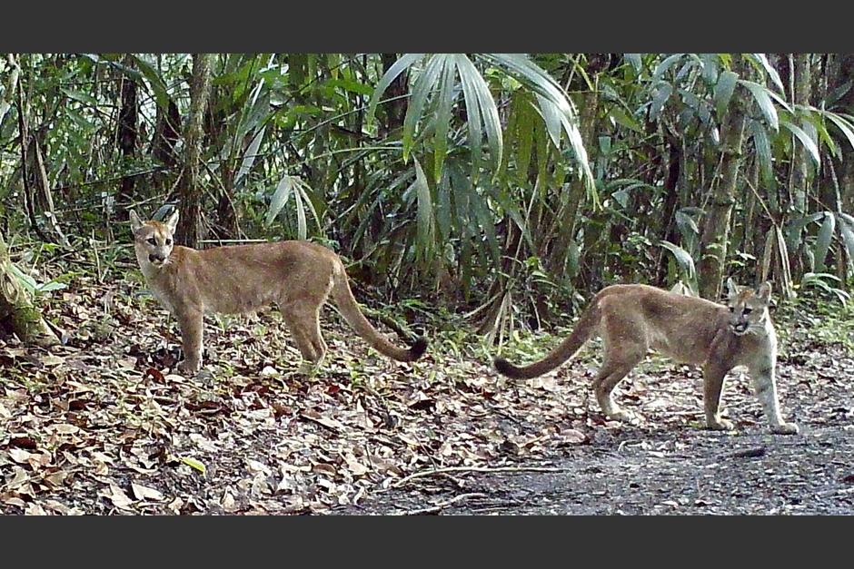 Los guardaparques en Pet&eacute;n captaron varias especies de animales en la selva. (Foto: Francisco Asturias/Facebook)&nbsp;