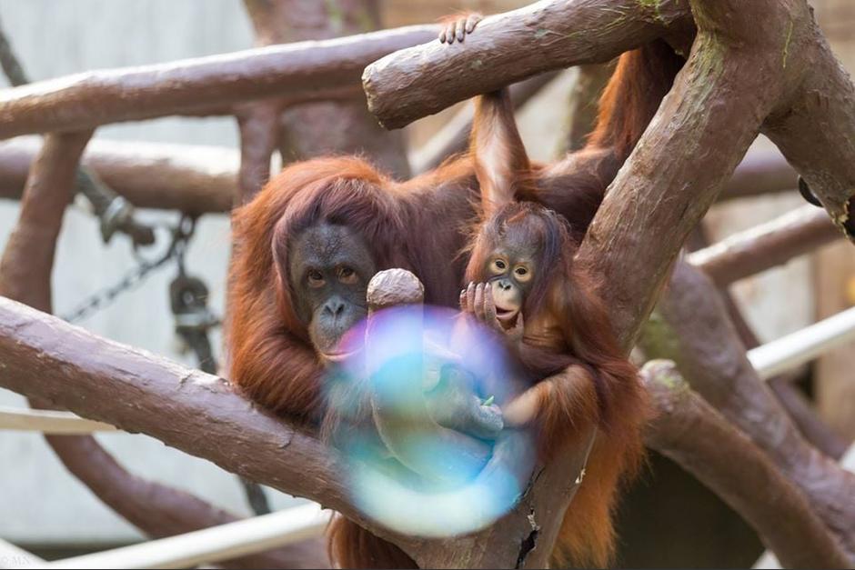 Todos los monos del parque perdieron la vida durante el voraz incendio. (Foto: Zoo Krefeld)