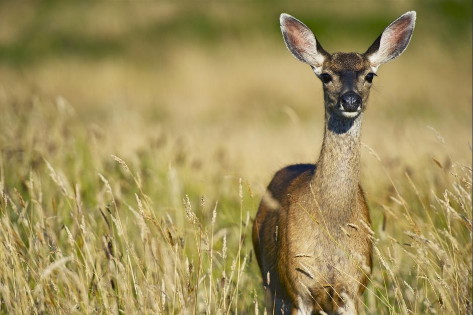 El padre y la hija perdieron la vida en el lugar debido a los proyectiles de un cazador. (Foto: Welcomia)