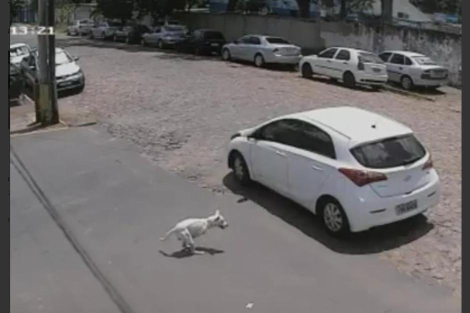 Una c&aacute;mara registr&oacute; el momento en el que una mujer deja al cachorro abandonado en medio de la calle. (Captura Video)
