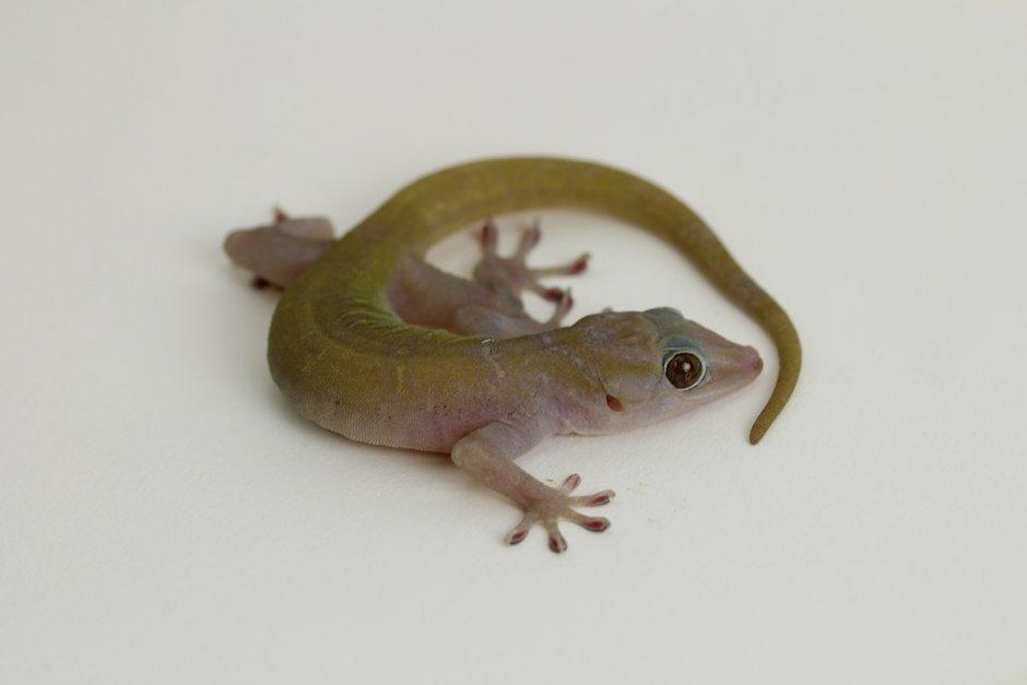 El autor del video explic&oacute; que los geckos cambian el color de su piel para camuflarse en la naturaleza (Foto: reptile trade)