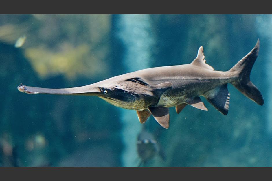 Esta especie habitaba en un r&iacute;o de China, pero el crecimiento urbano provoc&oacute; su extinci&oacute;n. (Foto: Forbes MX)