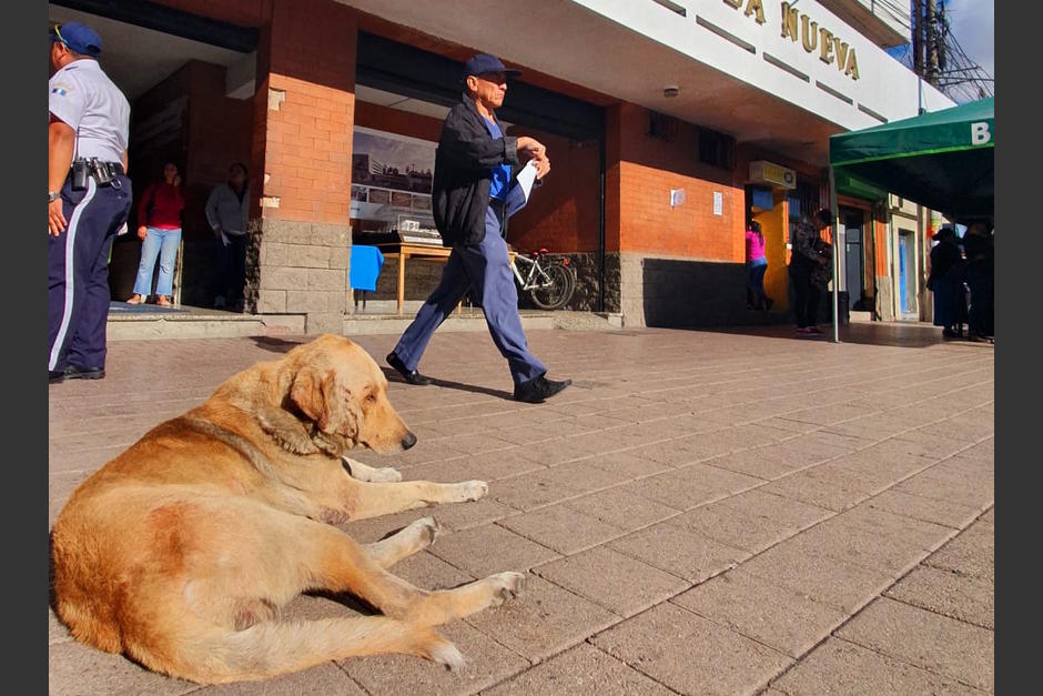 "Abuelo" es un perro callejero que merodea por la Municipalidad de Villa Nueva. (Foto:&nbsp;@Gramajojavier/Twitter)