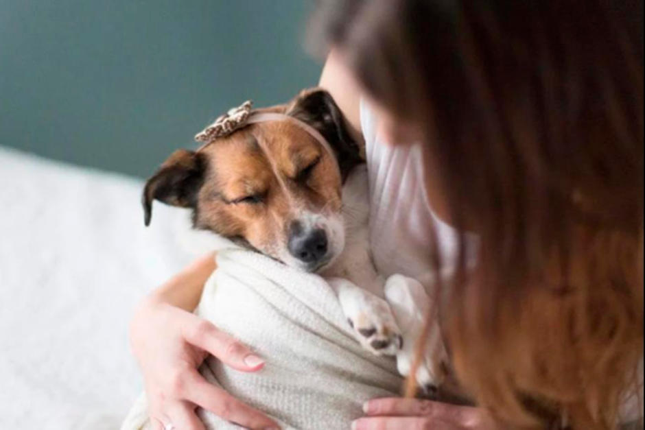 Los perros han llegado a suplir la soledad. (Foto: Wapa)