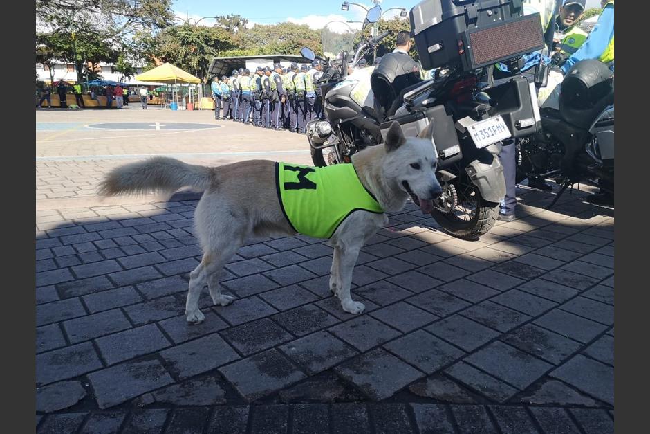El alcalde de Villa Nueva advirti&oacute; que solo aceptar&aacute;n "mordidas" de estos canes. (Foto: Captura pantalla/Twitter)&nbsp;