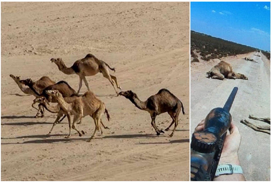 Autoridades indicaron que&nbsp;se aprovechará el momento en que los camellos se acerquen al agua para matarlos. (Fotomontaje Erivan Campos)