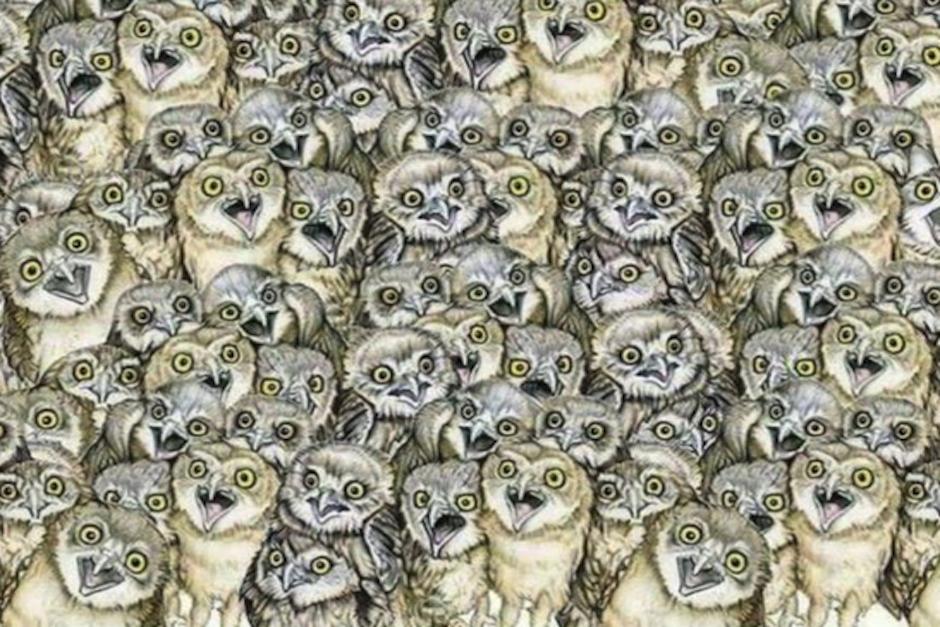 La imagen muestra una gran cantidad de aves que ocultan a otro animal: un tierno gatito&nbsp;