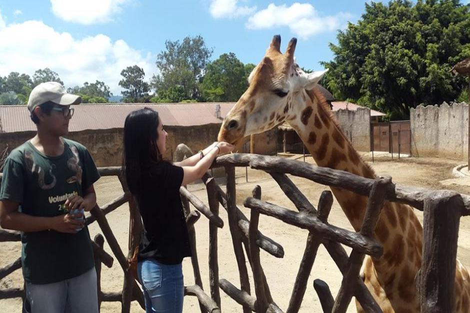 El zool&oacute;gico La Aurora abri&oacute; una convocatoria para quienes deseen ser voluntarios en 2020 (Foto: Zoo La Aurora)