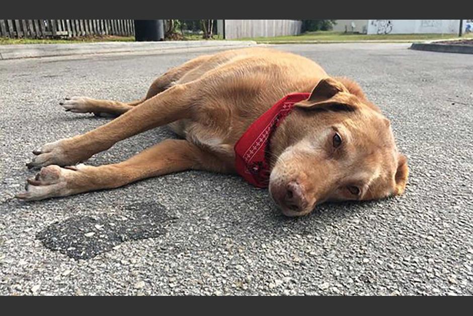 Un perro acompañó a su amo hasta el último momento. (Foto: UPSOCL)