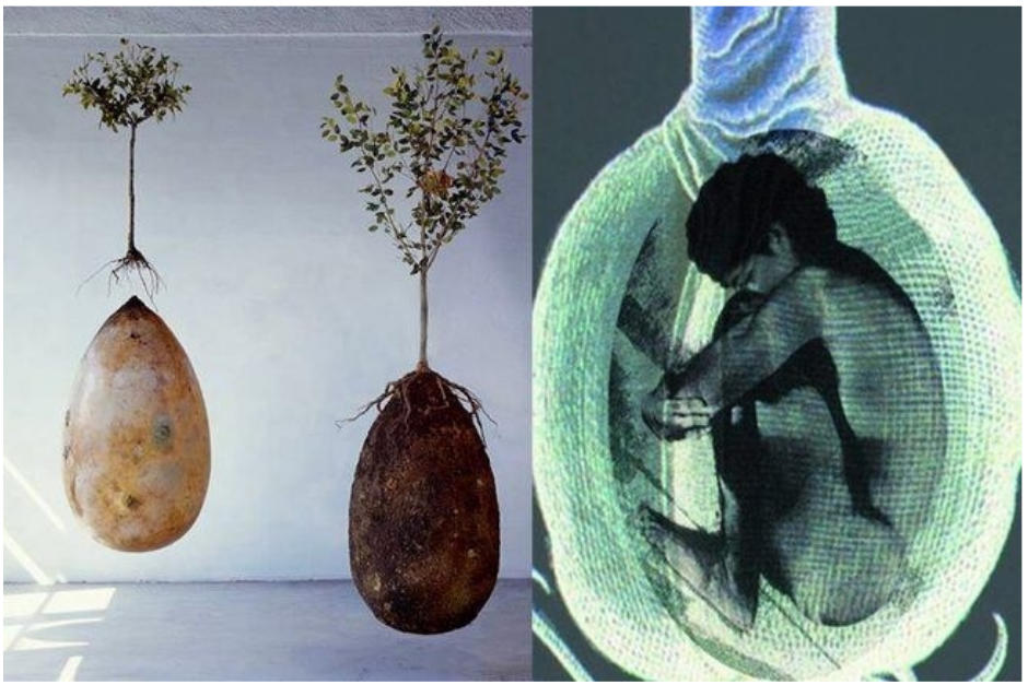 Es la nueva forma de dejar descansar a los seres queridos que est&aacute; causando furor entre los naturalistas. (Foto e Ilustraci&oacute;n C&aacute;psula Mundi)