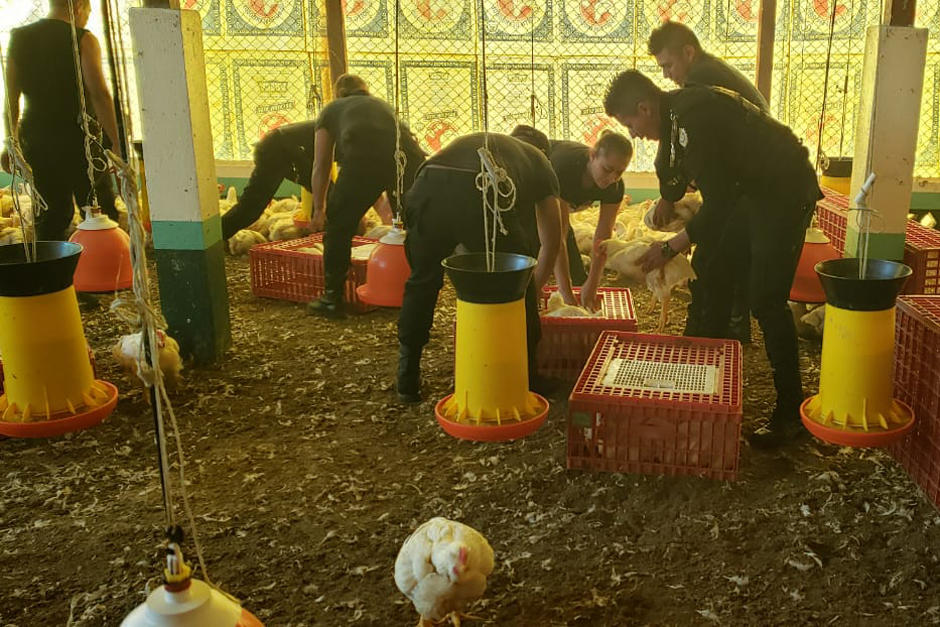 El MP decomis&oacute; centenares de pollos que se encontraban en una granja que operaba de forma ilegal. (Foto: MP)