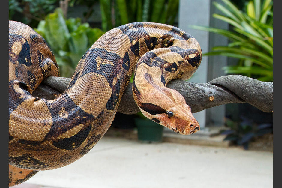 Un hombre buscaba sus llaves entre los cojines de su sof&aacute; y encuentra una boa constrictor de dos metros de largo. (Foto:&nbsp;Butler County Fire District #3)