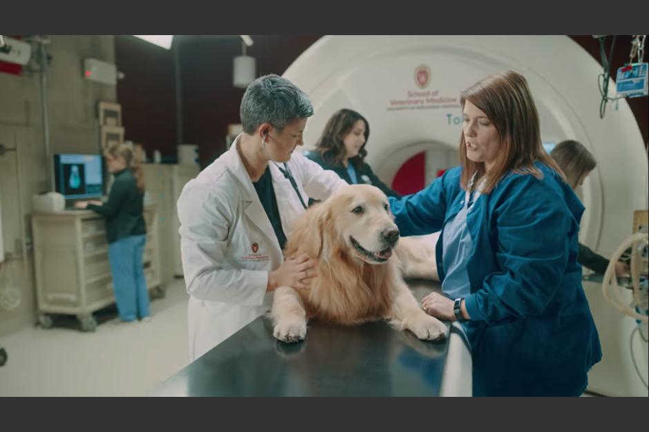La mascota ten&iacute;a pocas expectativas de vida, pero todo cambi&oacute; y actualmente es un perro muy sano. (Captura Video)