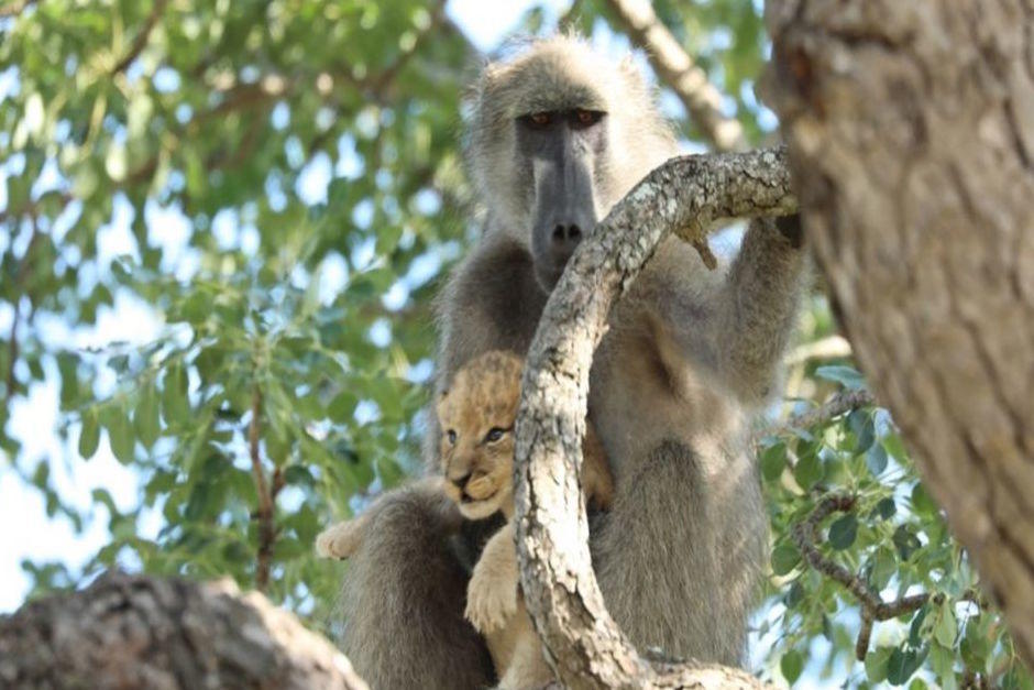 Mono se rob&oacute; a un cachorro de le&oacute;n y los subi&oacute; a lo m&aacute;s alto de los &aacute;rboles, en&nbsp;parque nacional de Kruger, Sud&aacute;frica. (Foto: Captura de video)