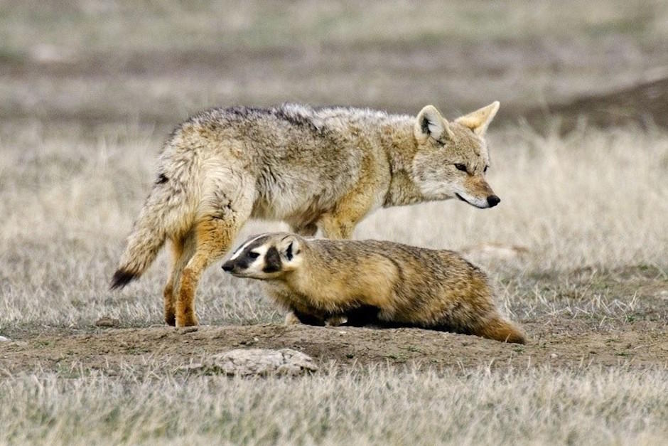 Un tej&oacute;n y un coyote se unen para cruzar un oscuro t&uacute;nel para cazar juntos. (Foto: 100cia.site)
