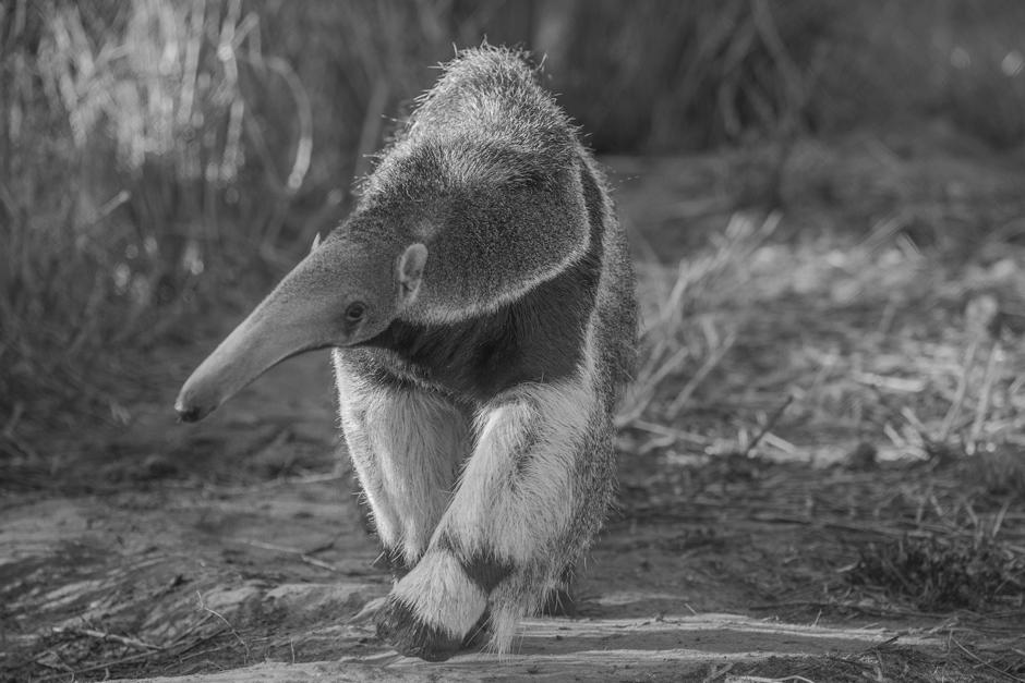 El Oso Hormiguero muri&oacute; sobre la carretera luego de ser atropellado por un auto. (Imagen con fines ilustrativos. Foto: Kerchak)