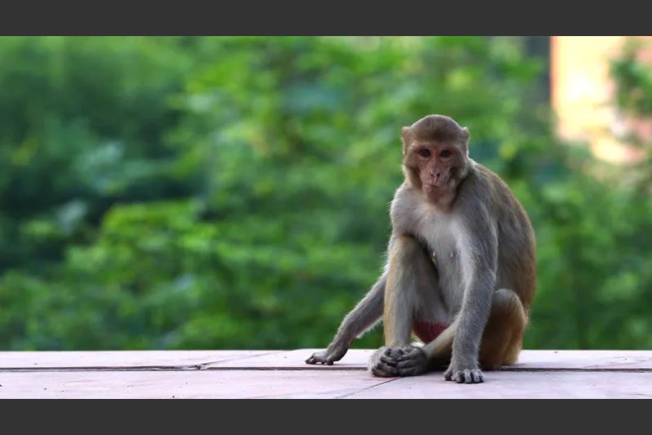 "Tienen miedo a los osos, así que hicimos un disfraz. Cuando nuestro empleado lo puso y trató de asustarles, comenzaron a huir...", explicó el director del aeropuerto. (Foto: Gizmodo).