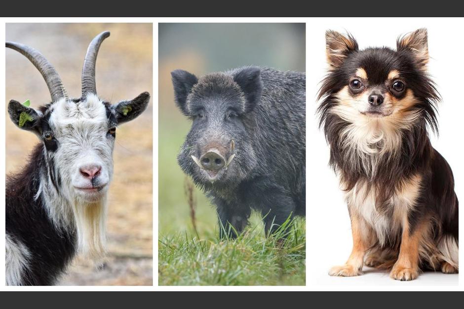 Como toda ilusi&oacute;n &oacute;ptica, todo depende desde la perspectiva con la que se mira y eso es lo que la volvi&oacute; viral. (Fotos: Portal Veterinaria, Los 40 y Bow Wow Meow, respectivamente)