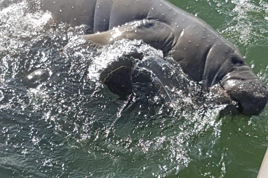 La institución compartió un video de los animales nadando en Río Dulce (Foto: Conap)