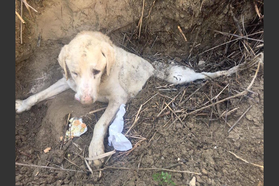 El perro tiene 10 a&ntilde;os y la tierra que ten&iacute;a encima se la tuvo que lanzar una persona y adem&aacute;s hab&iacute;an pasado varios d&iacute;as que no llov&iacute;a explic&oacute; Tara. (Foto: Asociaci&oacute;n TARA/Facebook).