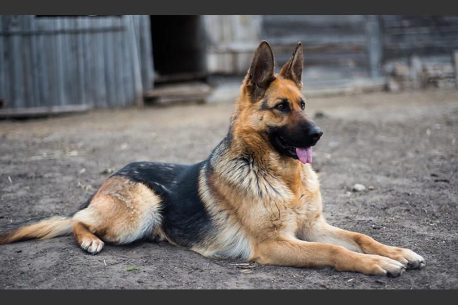 Los due&ntilde;os al escucharlo, trataron de tranquilizarlo, pero rompe el coraz&oacute;n al ver su tristeza y amor por el otro perro. (Foto: Caraota Digital).
