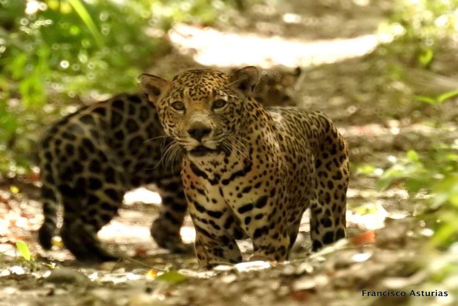 La Selva Petenera es el hogar del jaguar, una especie que est&aacute; en peligro de extinci&oacute;n (Foto: Francisco Asturias)