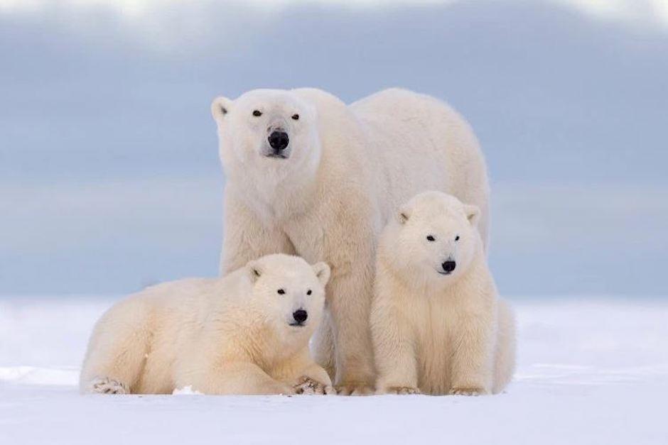 Los osos ahora ayunan m&aacute;s tiempo, est&aacute;n m&aacute;s delgados y tienen menos cachorros (Foto: osos10.net)