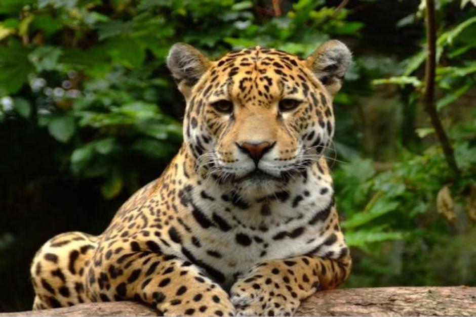 Francisco Asturias pide que las autoridades comunitarias se pronuncien al respecto y se sancione a los cazadores (Foto: Shutterstock)