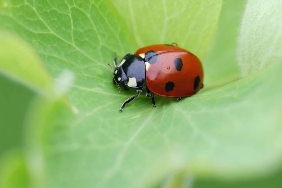 La desaparici&oacute;n de insectos implicar&iacute;a consecuencias catastr&oacute;ficas (Foto: El Pa&iacute;s)